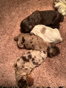 Cockapoo Puppies for Sale DOB 3-1-2025 $950